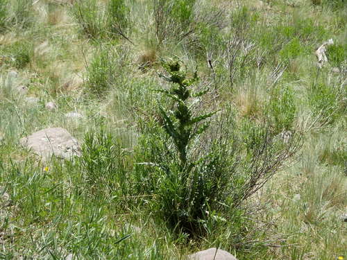 GDMBR: Thistle.